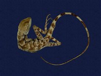 藏品(斯文豪氏攀蜥)的圖片